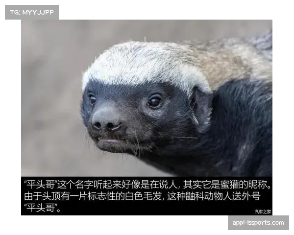 奥利维拉团队发布新绰号掠食者宣告战斗精神重燃开启职业生涯新篇章